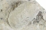 Eocene Fossil Snake Egg - Bouxwiller, France #366886-1
